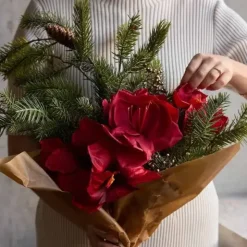 Amaryllis punainen 65 cm