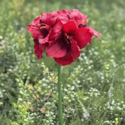 Amaryllis punainen 65 cm