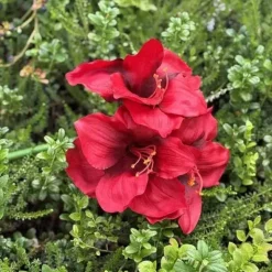 Amaryllis punainen 65 cm