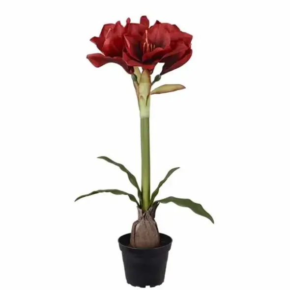 Amaryllis ruukussa 50 cm punainen