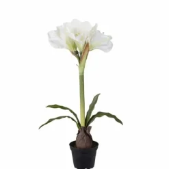 Amaryllis ruukussa 50 cm valkoinen