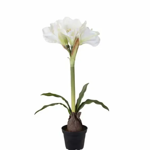 Amaryllis ruukussa 50 cm valkoinen
