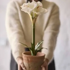 Amaryllis ruukussa 50 cm valkoinen
