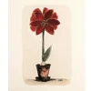 Amaryllis tiskirätti punainen