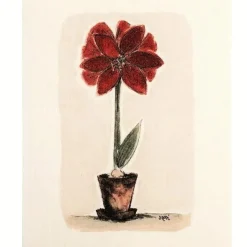 Amaryllis tiskirätti punainen