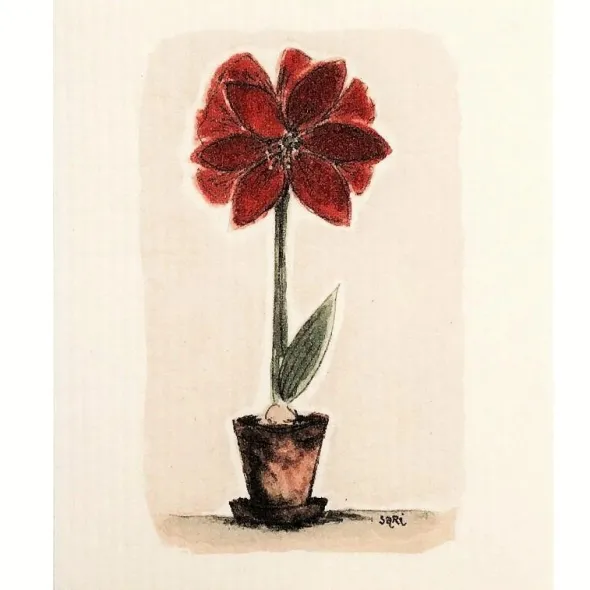 Amaryllis tiskirätti punainen