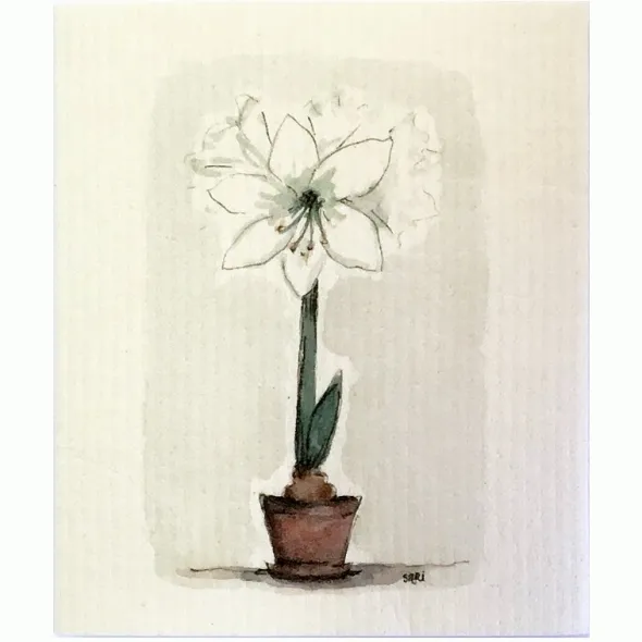 Amaryllis tiskirätti valkoinen