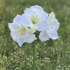 Amaryllis valkoinen 65 cm