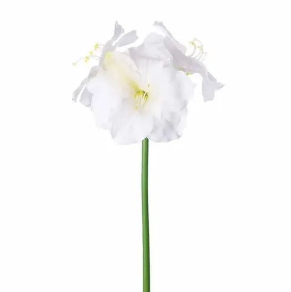 Amaryllis valkoinen 65 cm