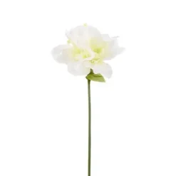 Amaryllis valkoinen 60 cm