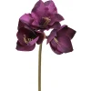 Amaryllis violetti 60 cm