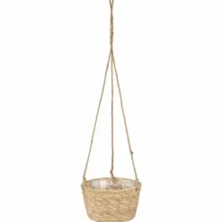 Amppelikori meriruohoa 23 cm