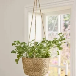 Amppelikori meriruohoa 23 cm