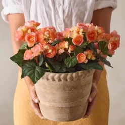 Begonia tekokukka aprikoosi 28 cm