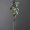 Eucalyptus koristeoksa valoilla