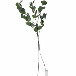 Eucalyptus koristeoksa valoilla