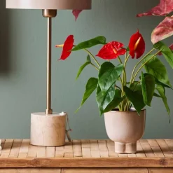 Flamingokukka punainen