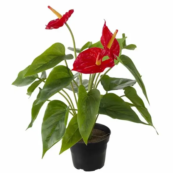 Flamingokukka punainen