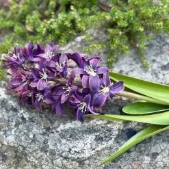 Hyasintti purppura 32 cm