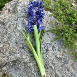Hyasintti sinivioletti 32 cm