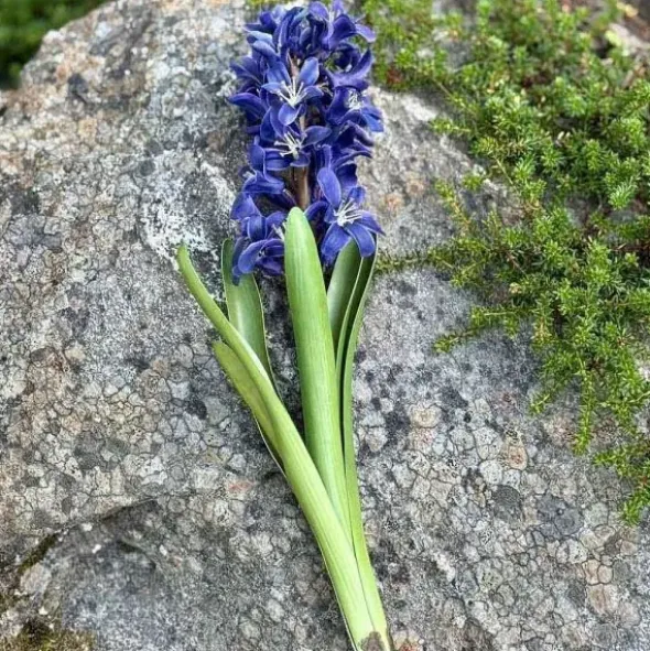 Hyasintti sinivioletti 32 cm
