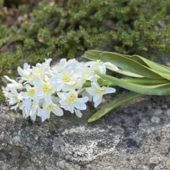 Hyasintti valkoinen 32 cm