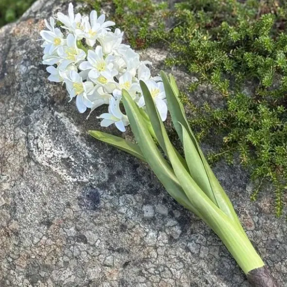 Hyasintti valkoinen 32 cm