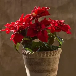 Joulutähti ruukussa 45 cm punainen