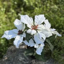 Joulutähti ruukussa 23 cm valkoinen