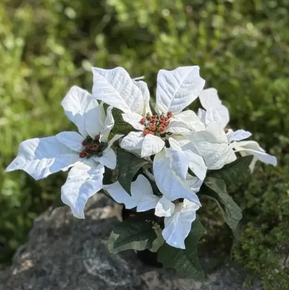 Joulutähti ruukussa 23 cm valkoinen