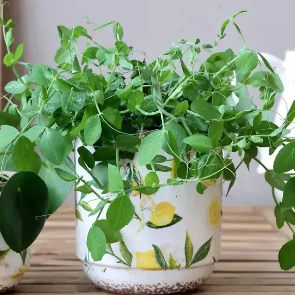 Keramiikkaruukku Limone 13,5 cm