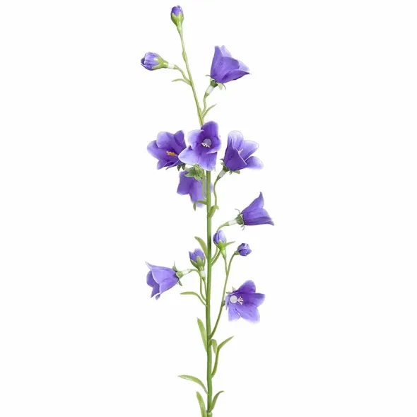 Kurjenkello 65 cm – kaksi väriä
