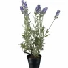 Laventeli tekokukka ruukussa 45 cm