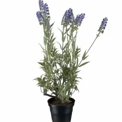 Laventeli tekokukka ruukussa 45 cm