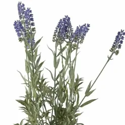 Laventeli tekokukka ruukussa 45 cm
