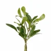 Mistelinoksakimppu 3 kpl 18 cm