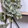 Muorinkukkaköynnös 180 cm vaalea