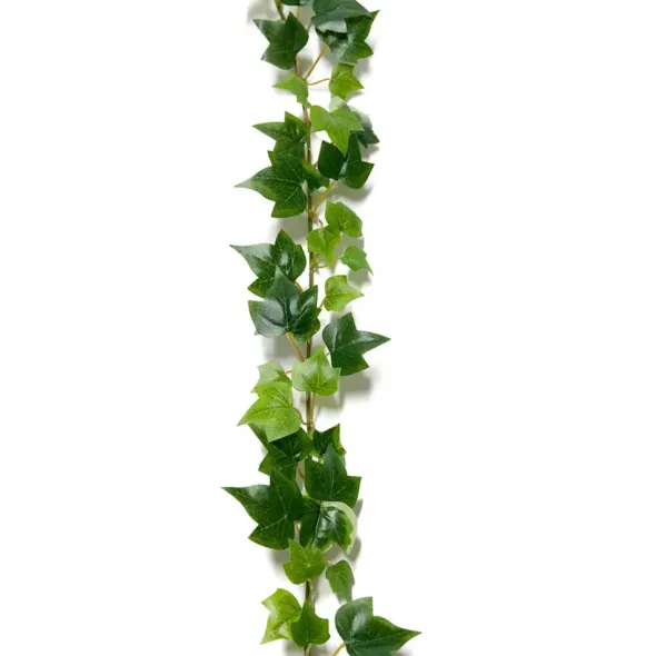 Murattiköynnös 180 cm