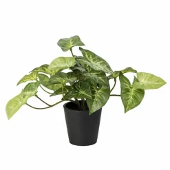 Muulinkultakorva tekokasvi 20 cm