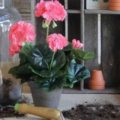 Pelargonia ruukussa koralli 34 cm