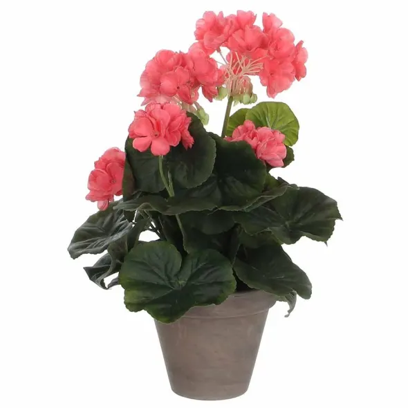 Pelargonia ruukussa koralli 34 cm