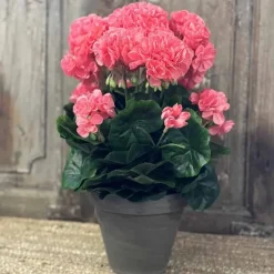 Pelargonia ruukussa koralli 40 cm