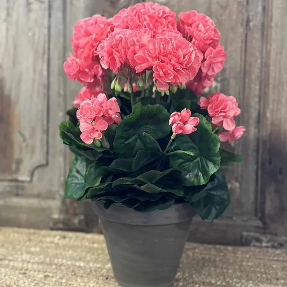 Pelargonia ruukussa koralli 40 cm
