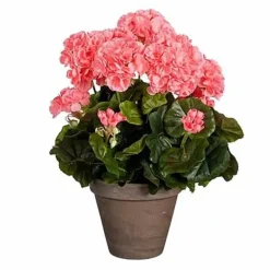 Pelargonia ruukussa koralli 40 cm