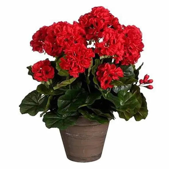 Pelargonia ruukussa punainen 40 cm
