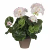 Pelargonia ruukussa valkopinkki 34 cm