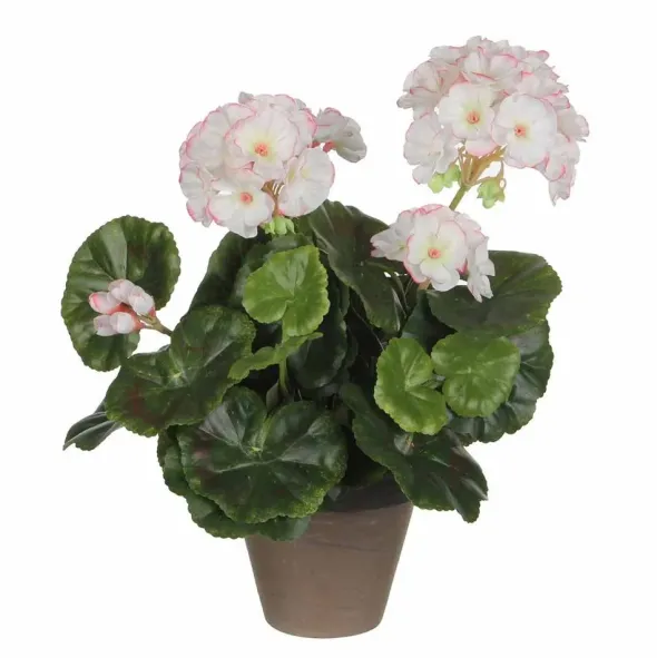 Pelargonia ruukussa valkopinkki 34 cm