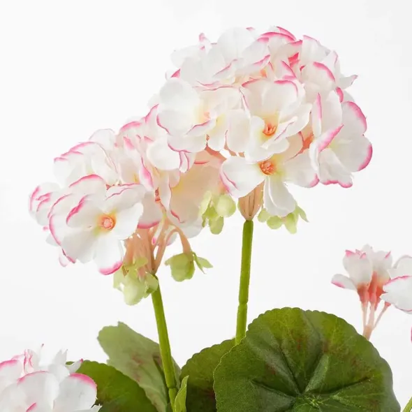 Pelargonia ruukussa valkopinkki 34 cm