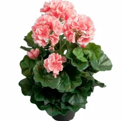 Pelargonia tekokukka 35 cm – useita värejä