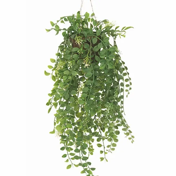 Pilea tekokasvi 35 cm